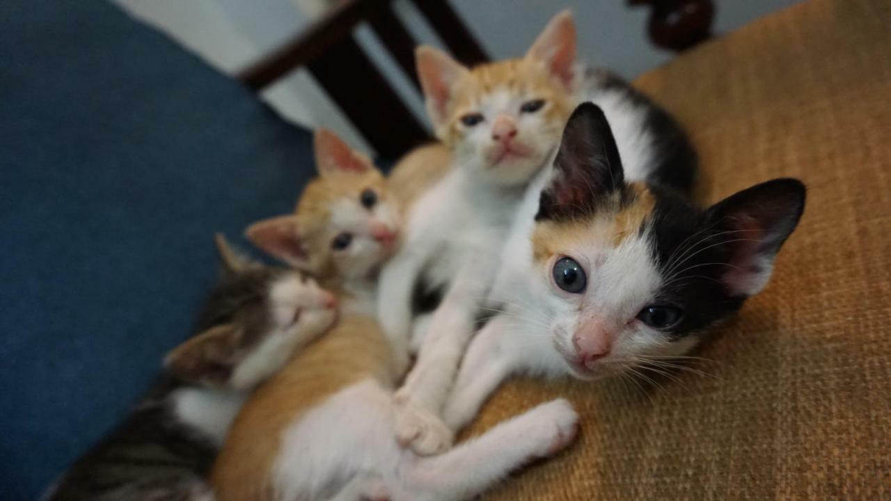 Nha Homestay Da Nang Esterno foto